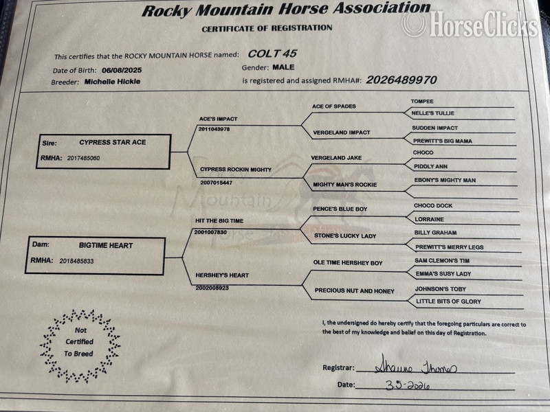 "Colt 45" Black Colt Rocky Mountain - Rocky Mountain