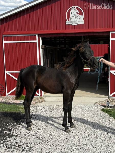 "Colt 45" Black Colt Rocky Mountain Kentucky
