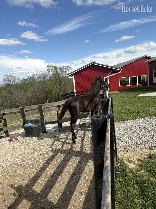 Rocky Mountain - "Colt 45" Black Colt Rocky Mountain in Kentucky