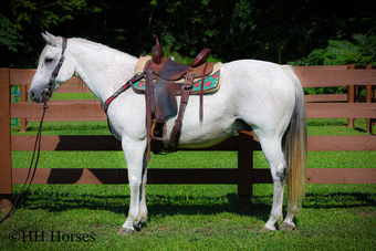 "SILVER STREAK" Grey Gelding Quarter Horse