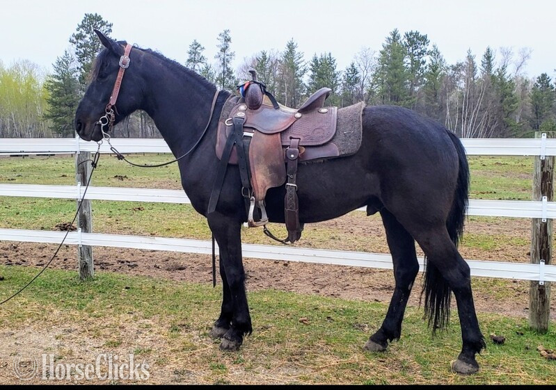 "Rustler" Black Gelding Friesian in Minnesota