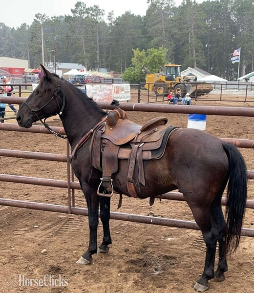 "Rustler" Black Gelding Friesian