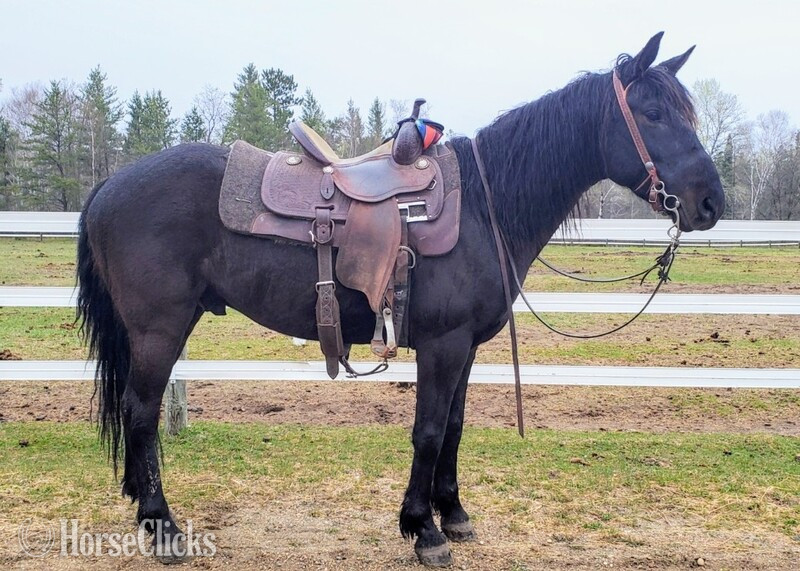 Minnesota "Rustler" Black Gelding Friesian