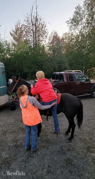 "Rustler" Black Gelding Friesian - Friesian in Minnesota
