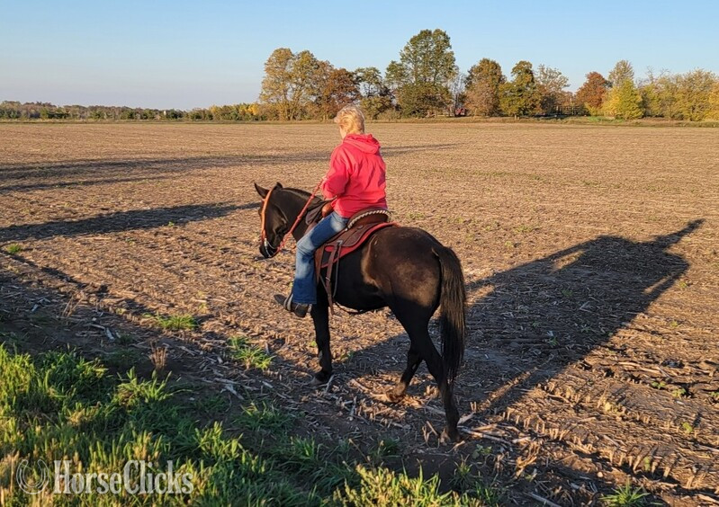 "Rustler" Black Gelding Friesian - Friesian