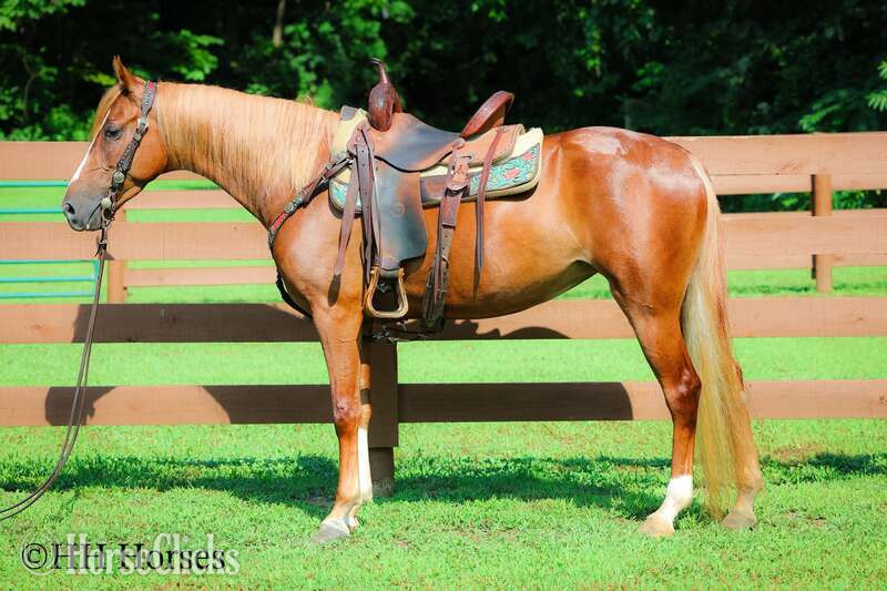 "CHERRY PIE" Sorrel Mare Kentucky Mountain in Kentucky