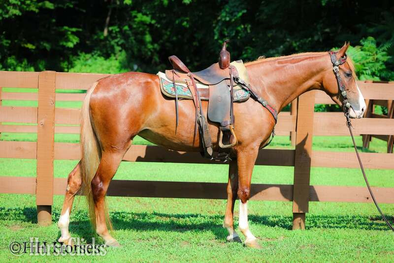 "CHERRY PIE" Sorrel Mare Kentucky Mountain