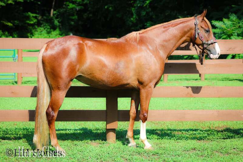 "CHERRY PIE" Sorrel Mare Kentucky Mountain - Kentucky Mountain in Kentucky