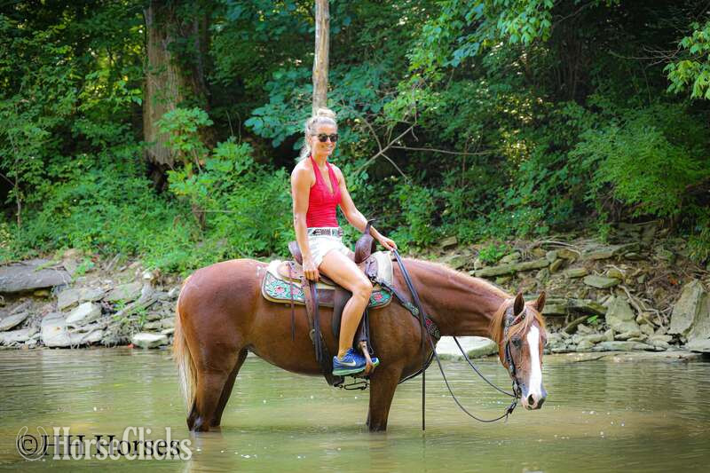 "CHERRY PIE" Sorrel Mare Kentucky Mountain Kentucky