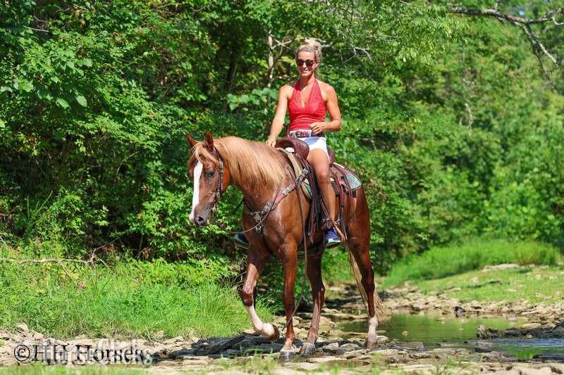 Kentucky Mountain - "CHERRY PIE" Sorrel Mare Kentucky Mountain