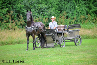 "FALCON" Black Gelding Friesian