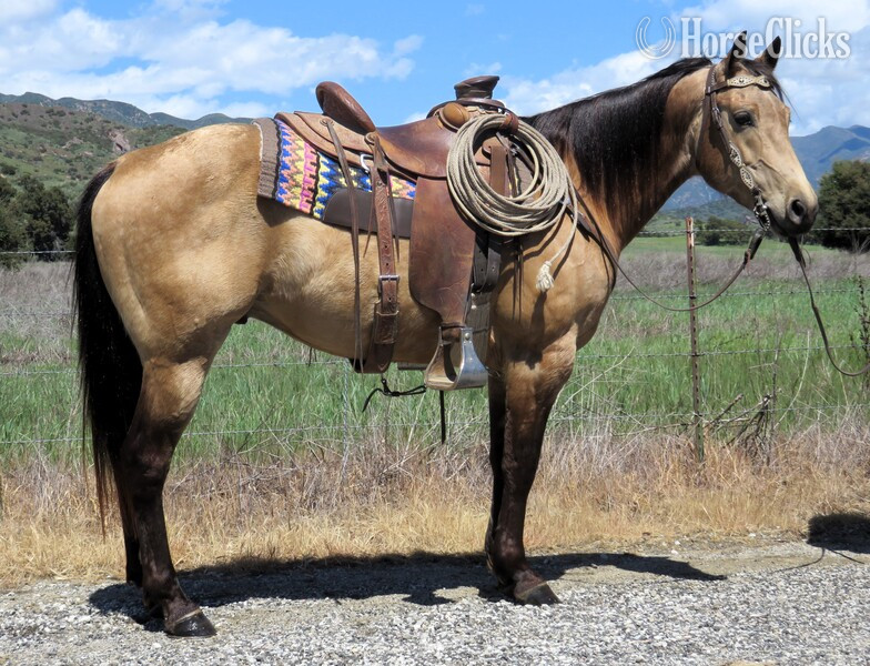 "JUNEWOOD KLASY BUCK" Buckskin Gelding Quarter Horse in California