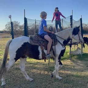 "Sprocket" Bay Gelding Paint