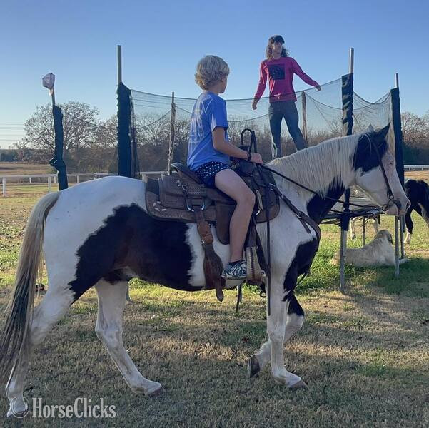 "Sprocket" Bay Gelding Paint in Texas