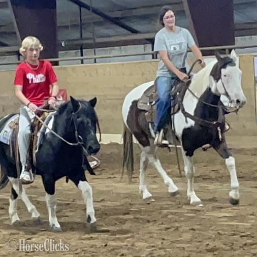 "Sprocket" Bay Gelding Paint