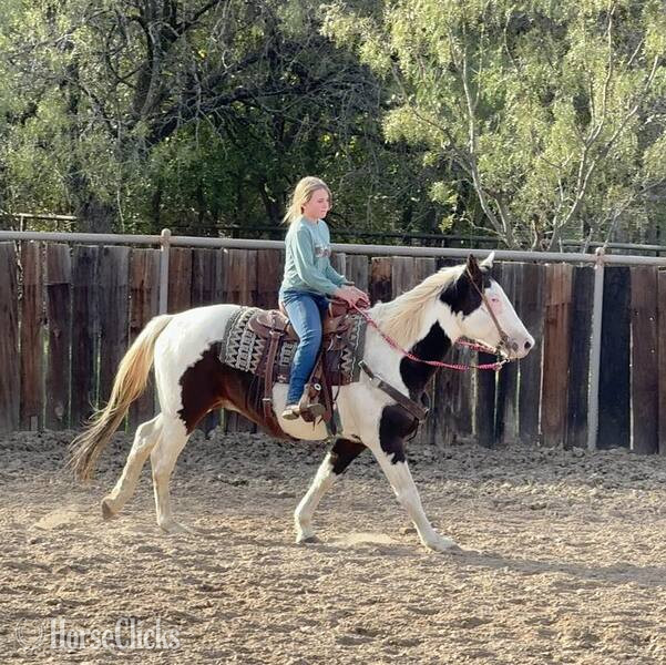 Texas "Sprocket" Bay Gelding Paint