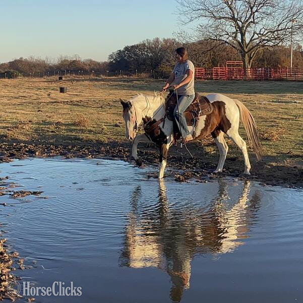 "Sprocket" Bay Gelding Paint - Paint in Texas