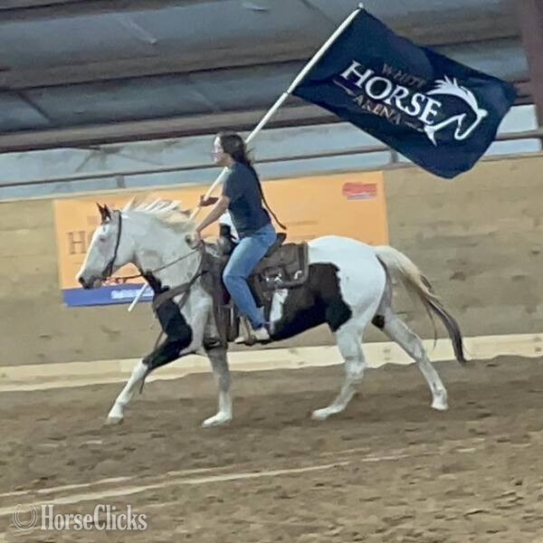 "Sprocket" Bay Gelding Paint Texas