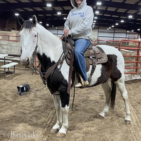Paint - "Sprocket" Bay Gelding Paint in Texas