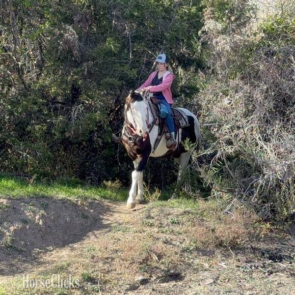 Paint - "Sprocket" Bay Gelding Paint