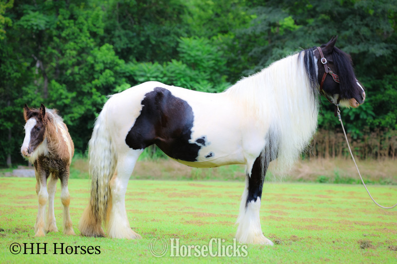 "FJ AIJALON" Black Mare Gypsy Vanner