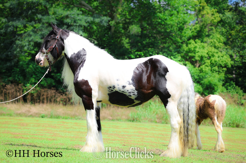 Kentucky "FJ AIJALON" Black Mare Gypsy Vanner