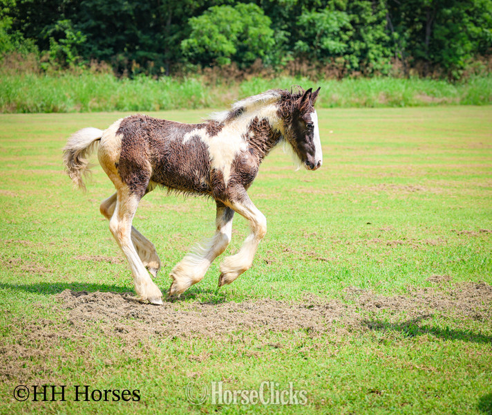"FJ AIJALON" Black Mare Gypsy Vanner - Gypsy Vanner in Kentucky