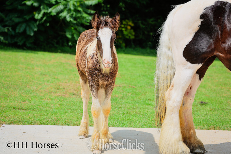 "FJ AIJALON" Black Mare Gypsy Vanner - Gypsy Vanner