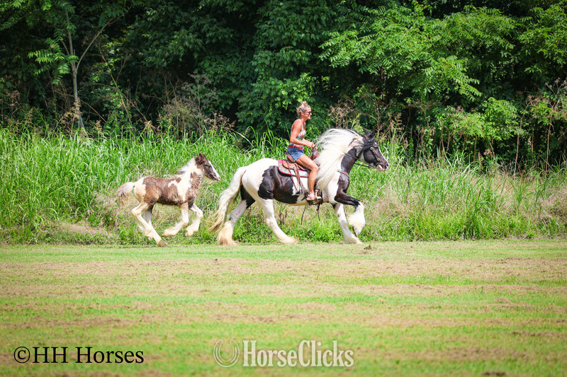 "FJ AIJALON" Black Mare Gypsy Vanner Kentucky