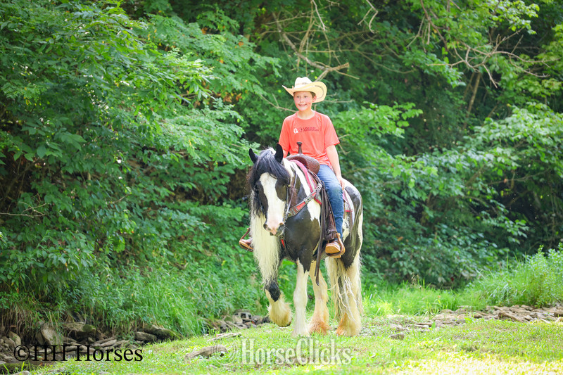 Gypsy Vanner - "FJ AIJALON" Black Mare Gypsy Vanner