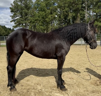 "Black beauty " Black Mare Friesian