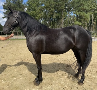 "Lady Bug" Black Mare Quarter Horse