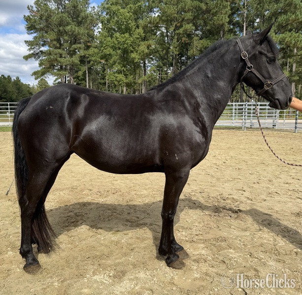 "Lady Bug" Black Mare Quarter Horse