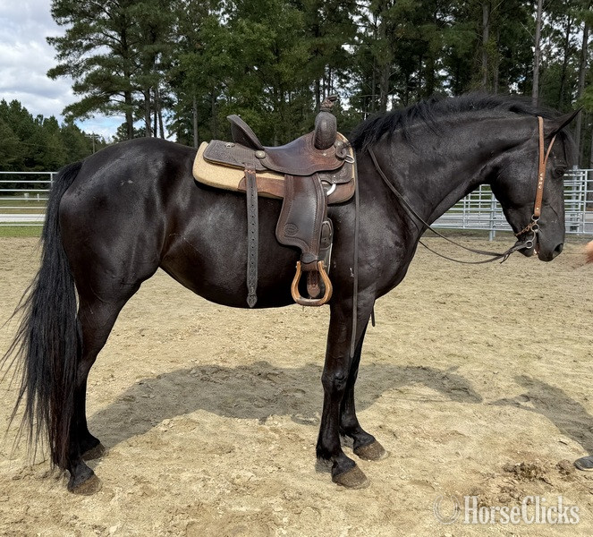 "Lady Bug" Black Mare Quarter Horse - Quarter Horse in North Carolina