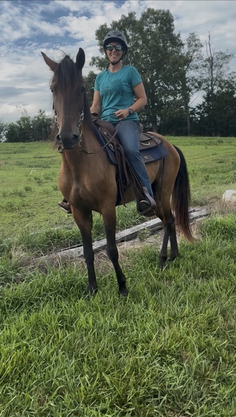 "Treasure " Dun Gelding Paso Fino