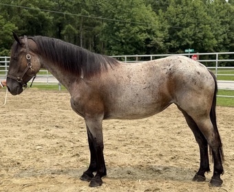 "Roan" Bay Roan Mare Draft