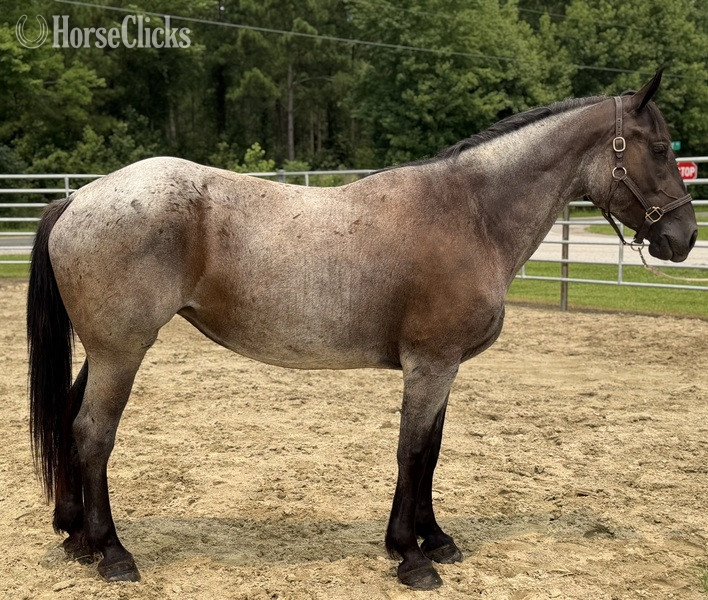 "Roan" Bay Roan Mare Draft
