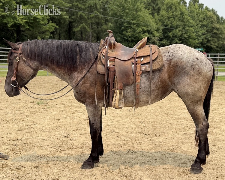 North Carolina "Roan" Bay Roan Mare Draft
