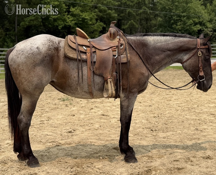 "Roan" Bay Roan Mare Draft - Draft in North Carolina