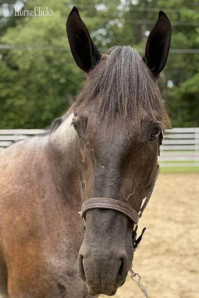 "Roan" Bay Roan Mare Draft - Draft