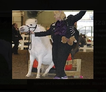 "Trick Training Services" Mare American Miniature