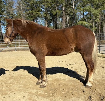 "Ripley" Sorrel Gelding Draft
