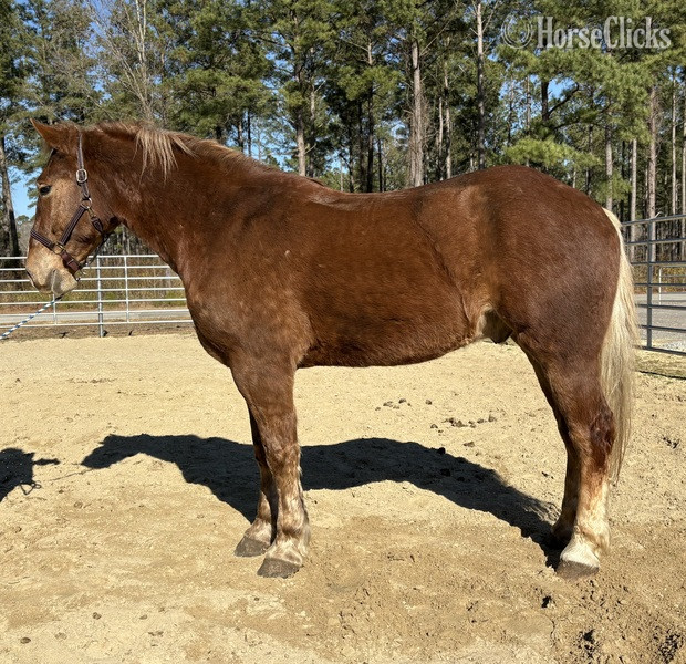"Ripley" Sorrel Gelding Draft in North Carolina