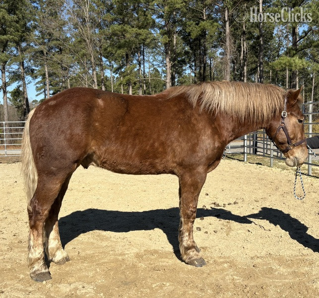 "Ripley" Sorrel Gelding Draft