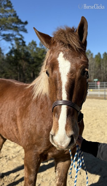 North Carolina "Ripley" Sorrel Gelding Draft