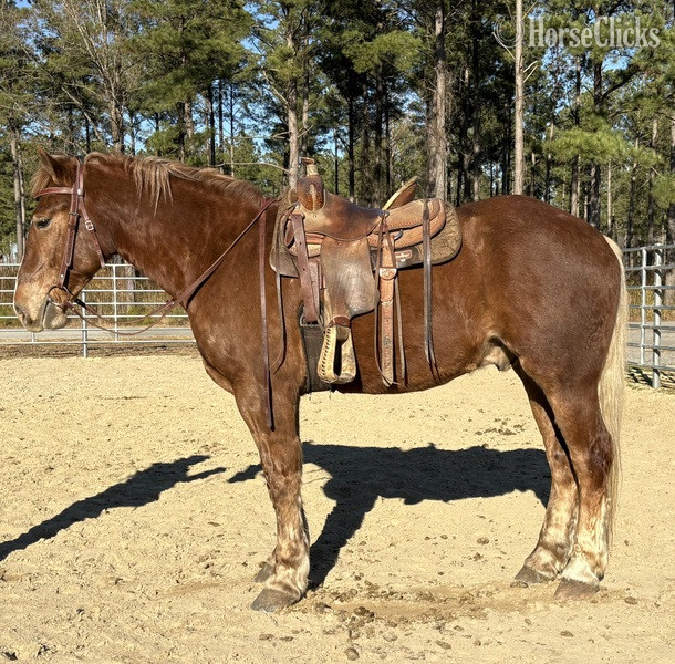 "Ripley" Sorrel Gelding Draft - Draft in North Carolina