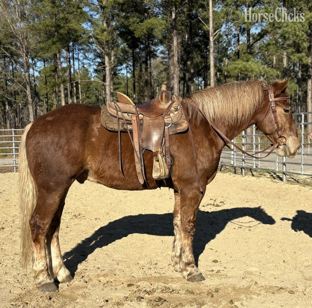 "Ripley" Sorrel Gelding Draft - Draft
