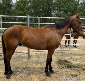 "Bay" Bay Gelding Morgan