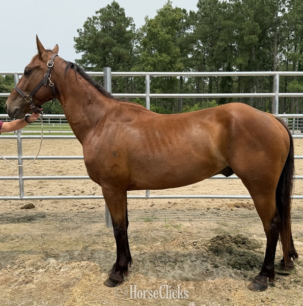 "Bay" Bay Gelding Morgan