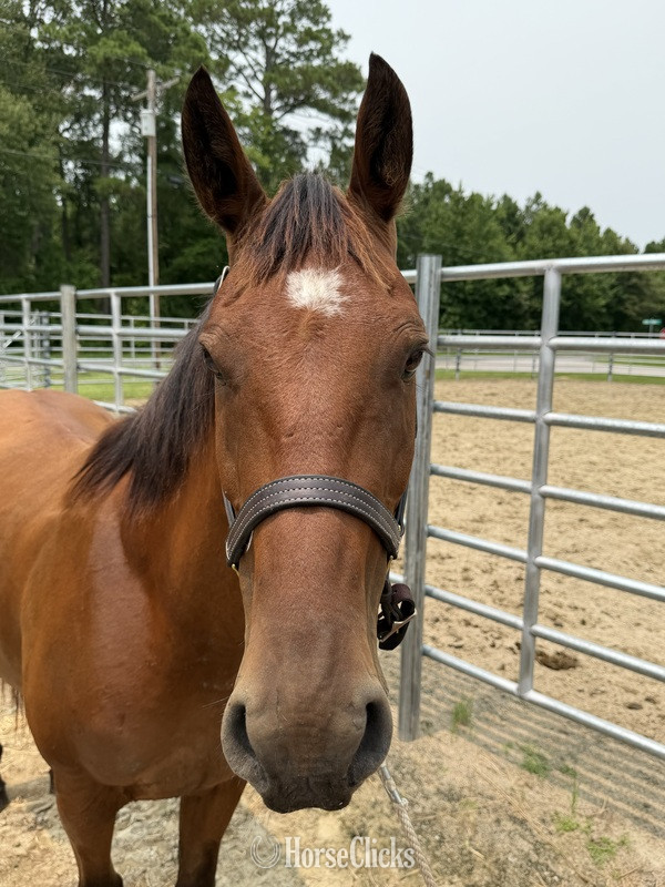 North Carolina "Bay" Bay Gelding Morgan